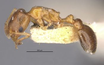 Media type: image;   Entomology 20793 Aspect: habitus lateral view